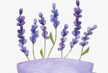 top 5 lavender perfumes in dubai